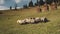 Funny sheep at mountain hills aerial. Farm animals eat grass at pasture. Autumn nature landscape