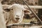 Funny sheep. Portrait of sheep mexican farm mexico