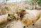 A funny sheep posing on pasture, hill in Jordan