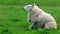 Funny sheep sitting on it`s back and chewing