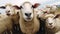 Funny sheep take a selfie on the farm. generative ai