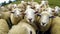 Funny sheep take a selfie on the farm. generative ai