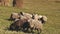 Funny sheeps look at camera closeup aerial. Rural nature landscape. Countryside farmland grass field