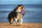funny sheltie dog chasing a ball on the beach