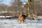 Funny shepherd mixed dog is running in the snow in the forest