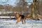 Funny shepherd mixed dog is running in the snow in the forest