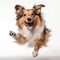 Funny Shetland Sheepdog Jumping With Happy Face - Stock Photo