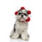 Funny shih tzu wearing red and white crown sitting