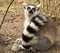 funny shocked lemur face looking at something