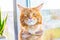 Funny Shocked Nervous Groom Maine Coon Cat wearing Butterfly Tie and waiting His Wedding, Wedding Concept