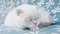 Funny short haired domestic white British cat sleeping indoor at home. Kitten resting and relax on blue sofa. Pet care