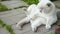 Funny short-haired domestic white cat sitting and licking on stone floor background. British kitten cat basking in sun