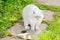 Funny short-haired domestic white kitten sneaking through green gerass backyard background. British cat walking outdoors in garden