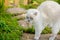 Funny short-haired domestic white kitten sneaking through green gerass backyard background. British cat walking outdoors in garden