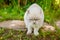 Funny short-haired domestic white kitten sneaking through green gerass backyard background. British cat walking outdoors in garden