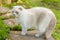 Funny short-haired domestic white kitten sneaking through green gerass backyard background. British cat walking outdoors in garden