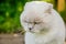 Funny short-haired domestic white kitten sneaking through green gerass backyard background. British cat walking outdoors in garden