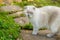 Funny short-haired domestic white kitten sneaking through green gerass backyard background. British cat walking outdoors in garden