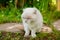 Funny short-haired domestic white kitten sneaking through green gerass backyard background. British cat walking outdoors in garden