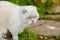 Funny short-haired domestic white kitten sneaking through green gerass backyard background. British cat walking outdoors in garden