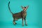 Funny Siamese cat on a studio background. Slim, graceful oriental cat with huge ears.