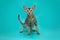 Funny Siamese cat on a studio background. Slim, graceful oriental cat with huge ears.