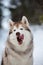 Funny siberian husky dog licking like a predator in the winter forest