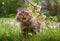 Funny siberian pedigree cat in the garden