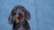 Funny silly dachshund puppy sitting alone on blue sofa at home shifting from paw to paw, shakes his head and waves his