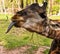 A funny silly looking juvenile giraffe sticking its tongue out on a blurry mottled green foliage background