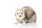 Funny silver ferret posing in studio on white background