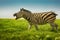Funny single zebra in wild steppe