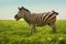 Funny single zebra in wild steppe