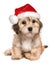 Funny sitting Christmas Havanese puppy dog