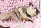 Funny sleeping cute Sugar Glider.