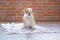 Funny sleeping red white puppy of english bull dog close to brick wall and on the floor looking to camera.Cute doggy with black no