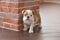 Funny sleeping red white puppy of english bull dog close to brick wall and on the floor looking to camera.Cute doggy with black no