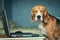 Funny Sleepy beagle dog near laptop