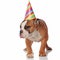 Funny sleepy bulldog with birthday cap sticks out tongue