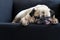 Funny Sleepy Cute Pug Dog with gum in eyes sleep rest on black sofa on the lazy day.