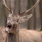 Funny Sleepy Deer