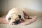 Funny Sleepy Fat Pug Dog with gum in the eye sleep rest on the mat floor