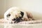 Funny Sleepy Fat Pug Dog with gum in the eye sleep rest on mat floor