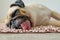 Funny Sleepy Pug Dog with gum in eye sleep rest on floor