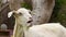 Funny slow motion of a goat yawning feeling sleepy.