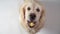 Funny slow-motion video - dog golden retriever catches food at home. Slow motion, high speed camera