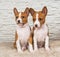 Funny small babies two Basenji puppies dogs on white wall background