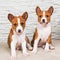 Funny small babies two Basenji puppies dogs on white wall background