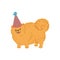 Funny small breed dog in birthday festive cap flat vector illustration isolated.