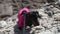 Funny small dachshund dog alpinist in pink t-shirt and vest on leash climbs on steep cliff on sunny summer day